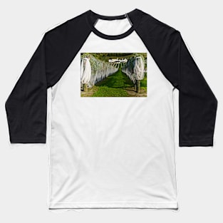 Vineyard 5 Baseball T-Shirt